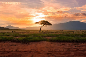 Scenic background with African Baobab tree featuring a quote by Marcus Garvey.